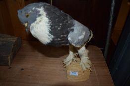 A taxidermy study of a pigeon known as a Tippler or Tumbler mounted