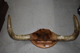 A set of bovine mounted horns