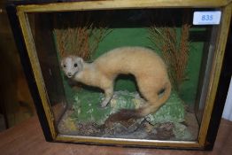 A cased taxidermy study of a stoat in ermine