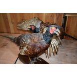 Two taxidermy studies of mounted pheasants one to be wall mounted