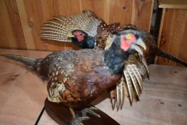Two taxidermy studies of mounted pheasants one to be wall mounted