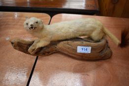 A taxidermy study of a weasel in ermine