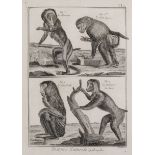 A SET OF PRINTS FROM HISTOIRE NATUREL QUADRUPEDES