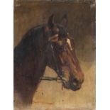 GIUSEPPE BARISON (Trieste 1853 –1931) : Horse head portrait