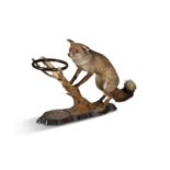 A TAXIDERMY FOX STICK STAND, with copper drip tray. 66cm high x 98cm wide