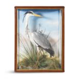 A CASED MODEL OF A HERON, standing on a naturalistic base. Case 84 x 62 x 24cm deep