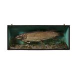 TAXIDERMY. A 19th Century Pike, in naturalistic underwater style setting in fitted case. 115cm long,