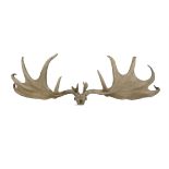 A 20TH CENTURY COMPOSITE MODEL OF A GREAT IRISH DEER ANTLERS AND SKULL. 315cm wide.