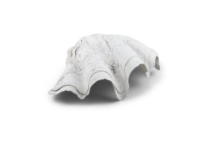 NATURAL HISTORY SPECIMEN A Giant Fossil Clam Shell. 42 x 26cm