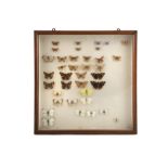A NATURAL HISTORY DISPLAY Encasing rare butterfly specimens, 46 x 45 x 5cm high