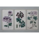 J. WATTS, after EDWARD DOULTON SMITH (1800-1883) A SET OF TWENTY-FOUR BOTANICAL ETCHINGS, with