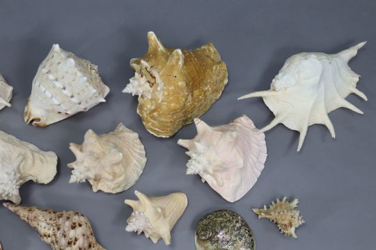 A collection of various sea shells. - Image 3 of 5