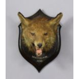 A taxidermy fox head by Rowland Ward, mounted on a shield-shaped oak plaque inscribed “Warwickshire,