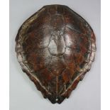 A late 19th/early 20th century taxidermy Turtle shell or carapace, of dark brown colour, 17“ wide