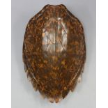 A late 19th/early 20th century taxidermy Turtle shell or carapace with plastron, of light brown