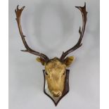 A taxidermy Stag’s head & antlers mounted on an oak shield-shaped plaque, with taxidermist’s label