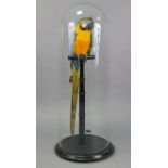 A TAXIDERMY BLUE & YELLOW MACAW, mounted on a turned ebonised perch & circular plinth, under glass