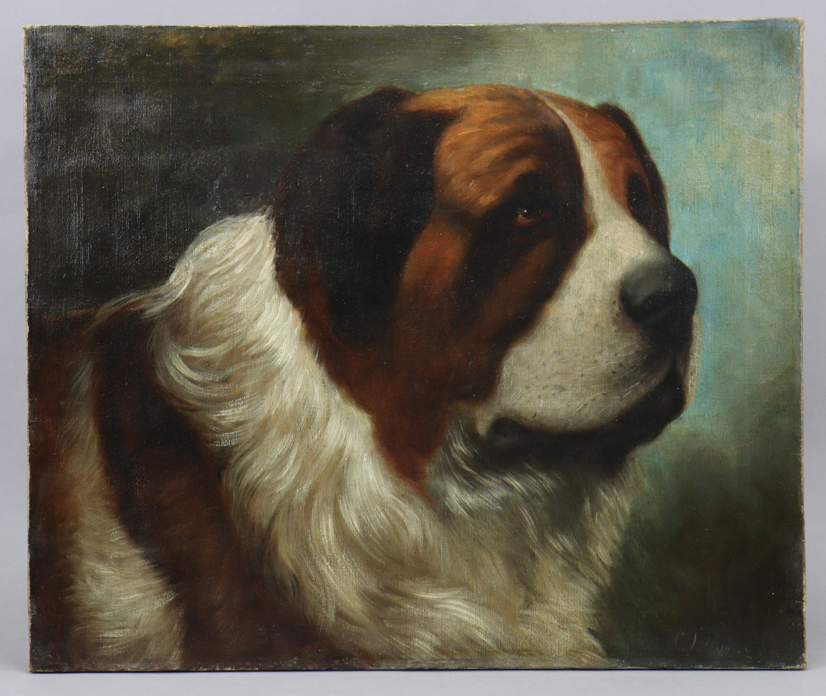 C.L. MAYNARD (?), late 19th century. Portrait of a St. Bernard, oil on canvas; signed lower