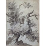 Manner of THOMAS BARKER of Bath (1769-1847). Two sepia watercolour studies of trees; 12½” x 9” &