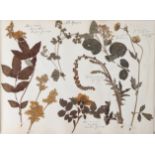 BOTANICAL INTEREST: A late 19th century HERBARIUM, comprising a COLLECTION OF PRESSED FLOWER & PLANT