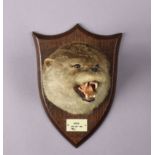 A taxidermy Otter head by P. Spicer & Sons of Leamington, mounted on a shield-shaped oak plaque with