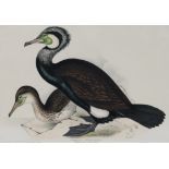 JOHN & ELIZABETH GOULD. “Common Cormorant, Phalacrocorax carbo.,” original hand-coloured