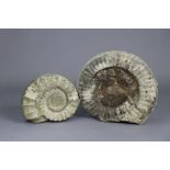 Two ammonite fossil specimens, 14½”x13” & 10½” x 9”.