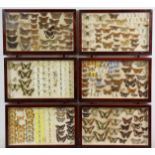 AN EARLY 20th century COLLECTION OF BRITISH BUTTERFLIES & MOTHS, mounted in 20 glazed display cases,