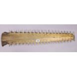 A taxidermy sawfish rostrum, 28” long.