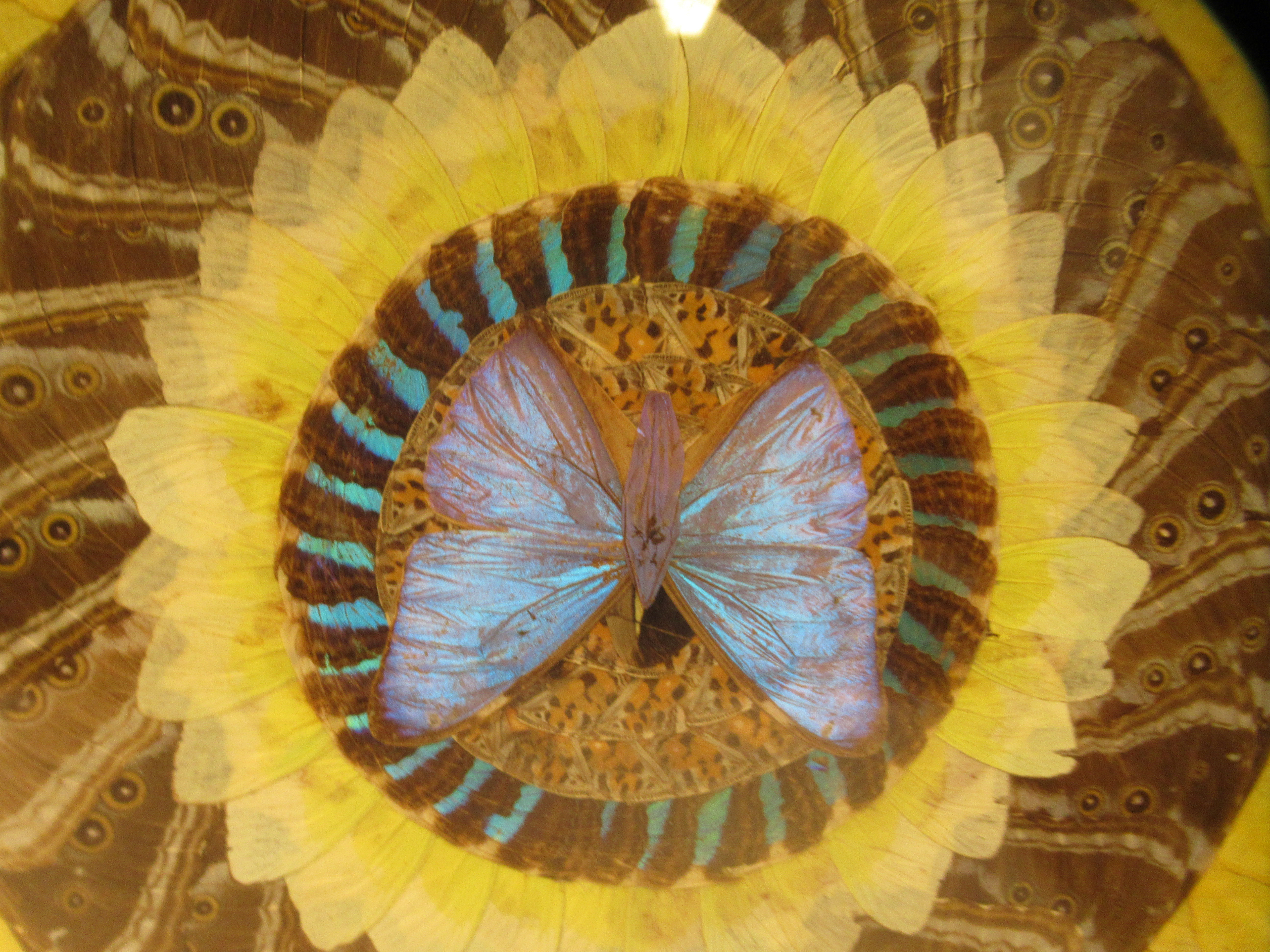 A 1930s butterfly wingware picture, arranged in geometric form in a glazed, marquetry frame  17" x - Image 2 of 4