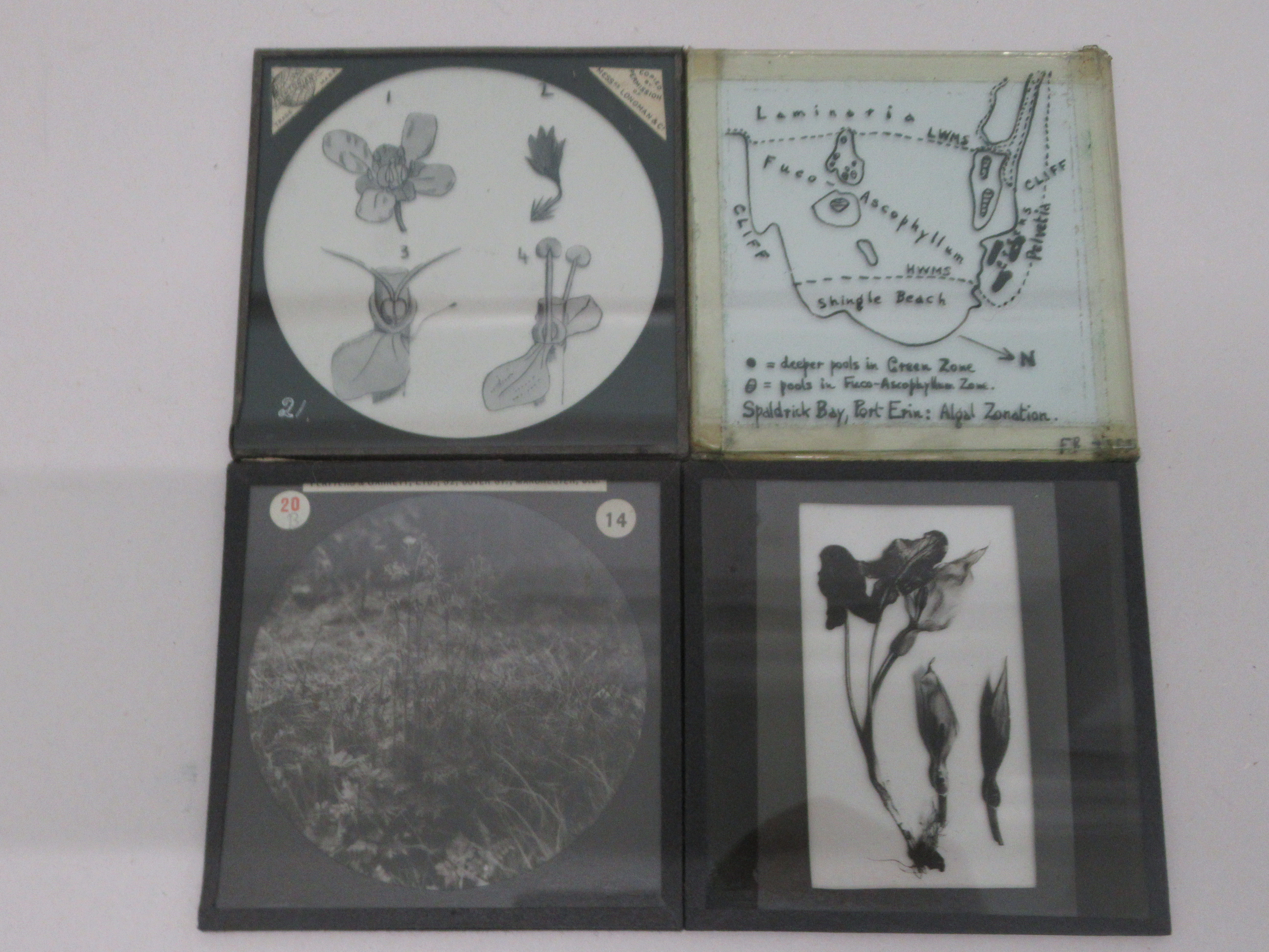 Vintage glass lantern slides, featuring an eclectic selection of flora and fauna; and an - Image 2 of 5