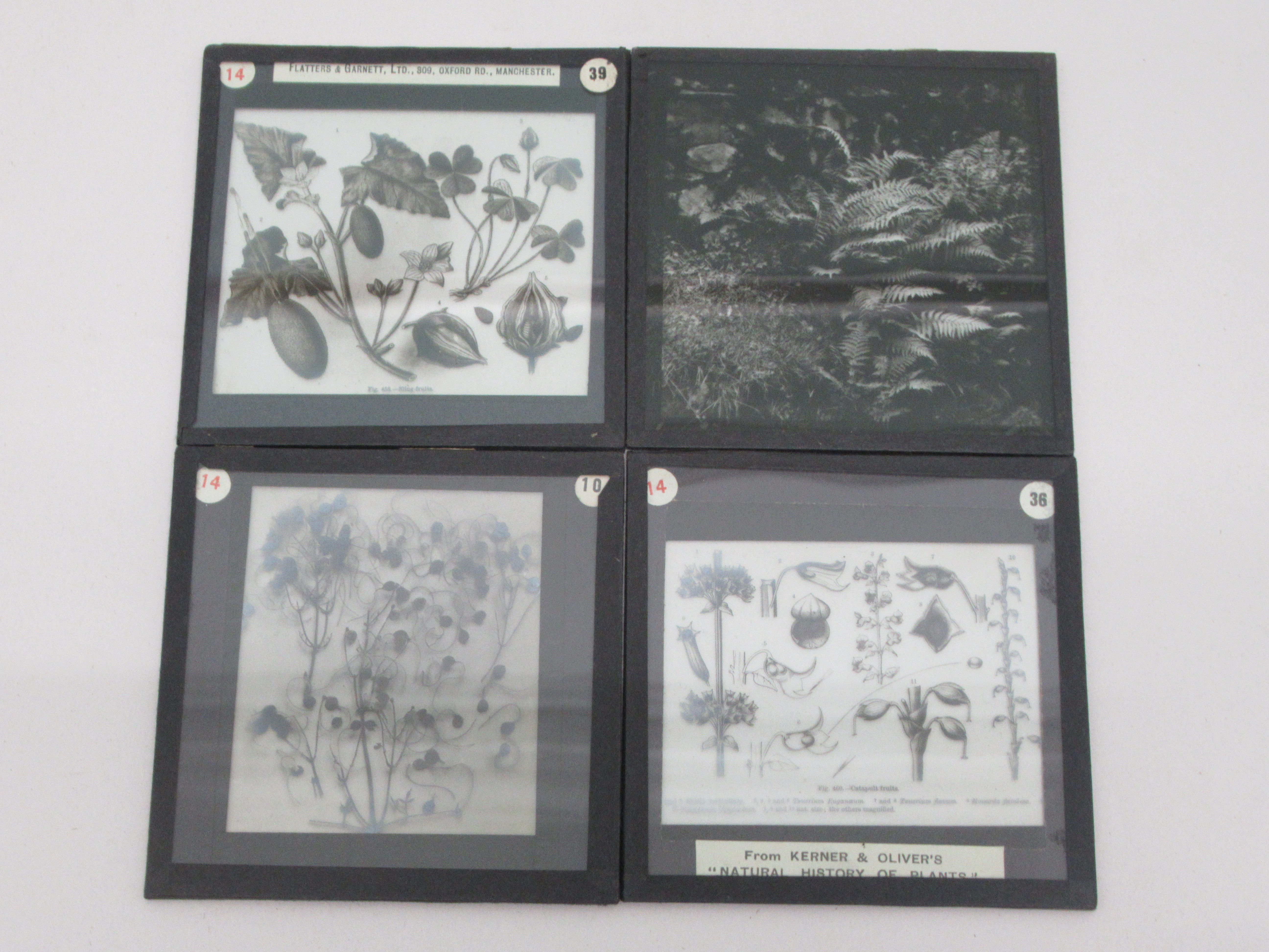 Vintage glass lantern slides, featuring an eclectic selection of flora and fauna; and an - Image 3 of 5