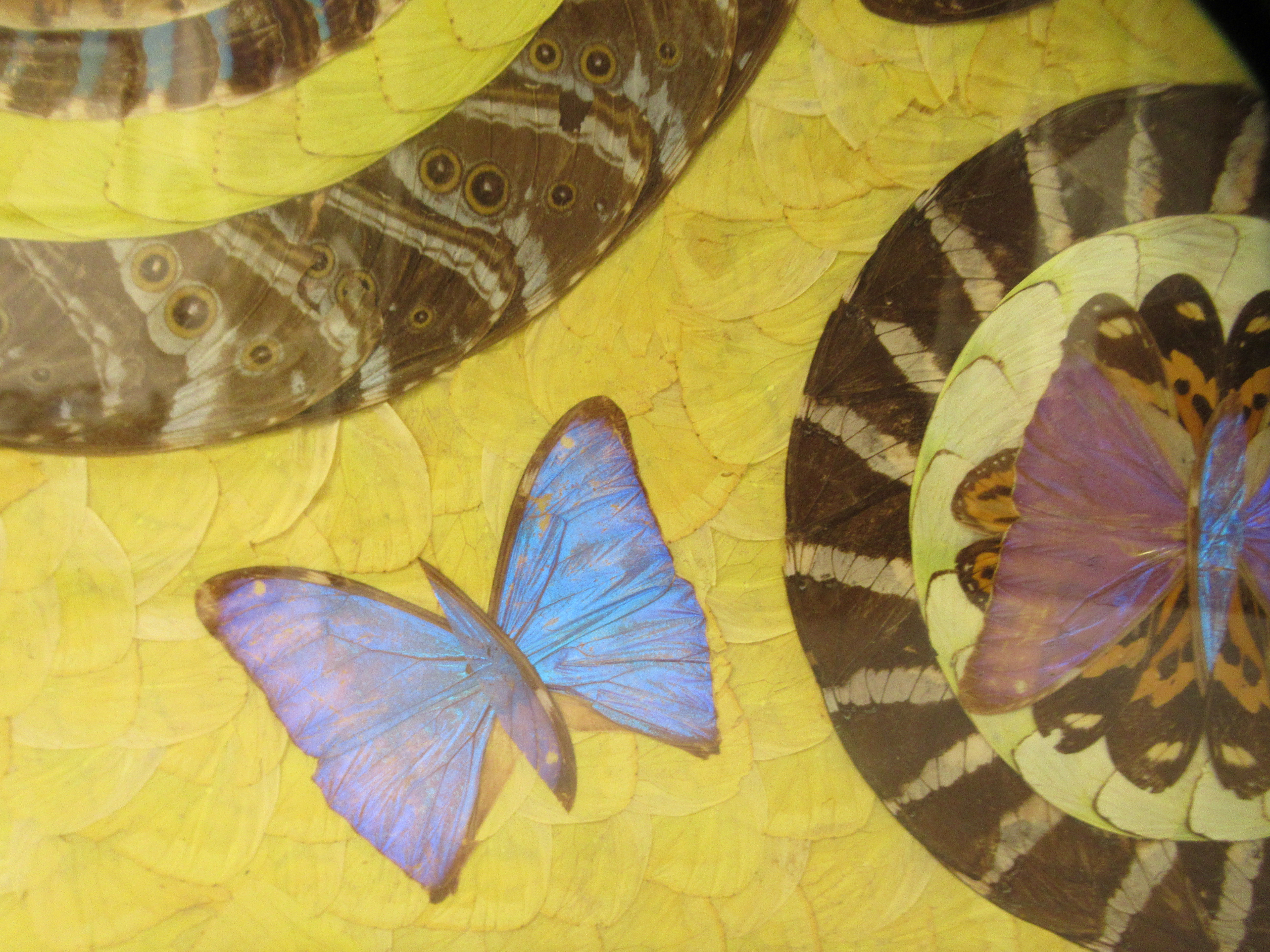 A 1930s butterfly wingware picture, arranged in geometric form in a glazed, marquetry frame  17" x - Image 4 of 4