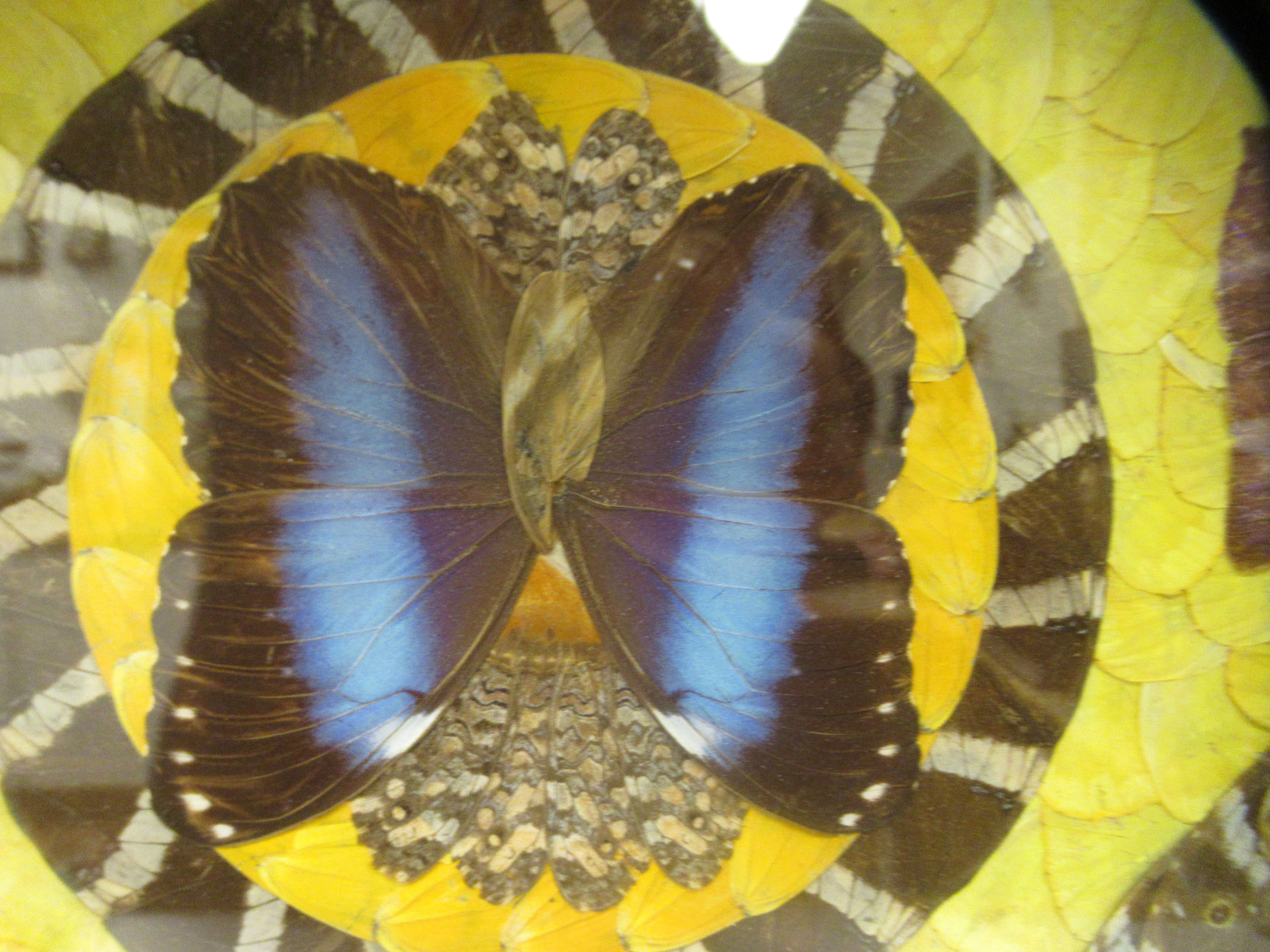 A 1930s butterfly wingware picture, arranged in geometric form in a glazed, marquetry frame  17" x - Image 3 of 4
