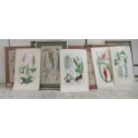 A series of twelve framed and unframed botanical studies  largest 7" x 13"