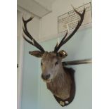 Taxidermy: a stags' head  45"h