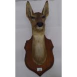 Taxidermy: a roe deers' head, on a sheild shaped plaque  13"h