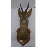 Taxidermy: a roe deers' head, on a shield shaped plaque  12"h
