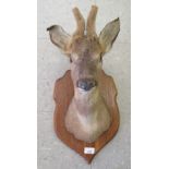 Taxidermy: a roe deer's head trophy plaque  19"h