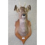 Taxidermy: a roe deer's head trophy plaque  24"h