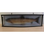 Taxidermy: a salmon  27"L  in a display case