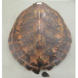 A sea turtle's shell  23"L