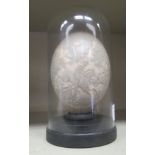An ostrich egg carved with an equestrian scene  5"h under a glass dome