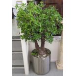 A Crassula Ovata/Money plant, in a stainless steel planter  55"h overall