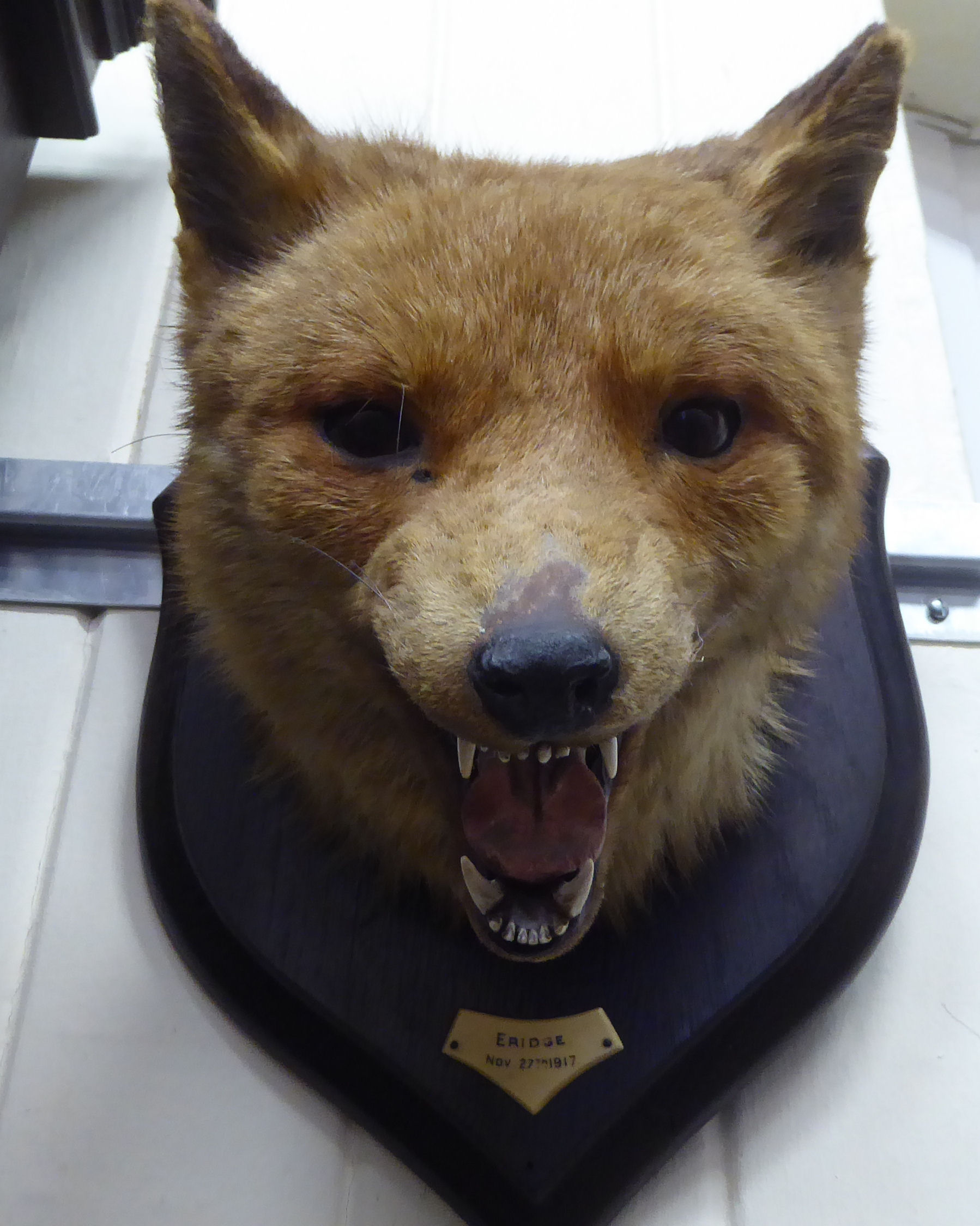 Taxidermy: a fox head, mounted on a shield shaped plaque  dated 1917  14"h - Bild 2 aus 4
