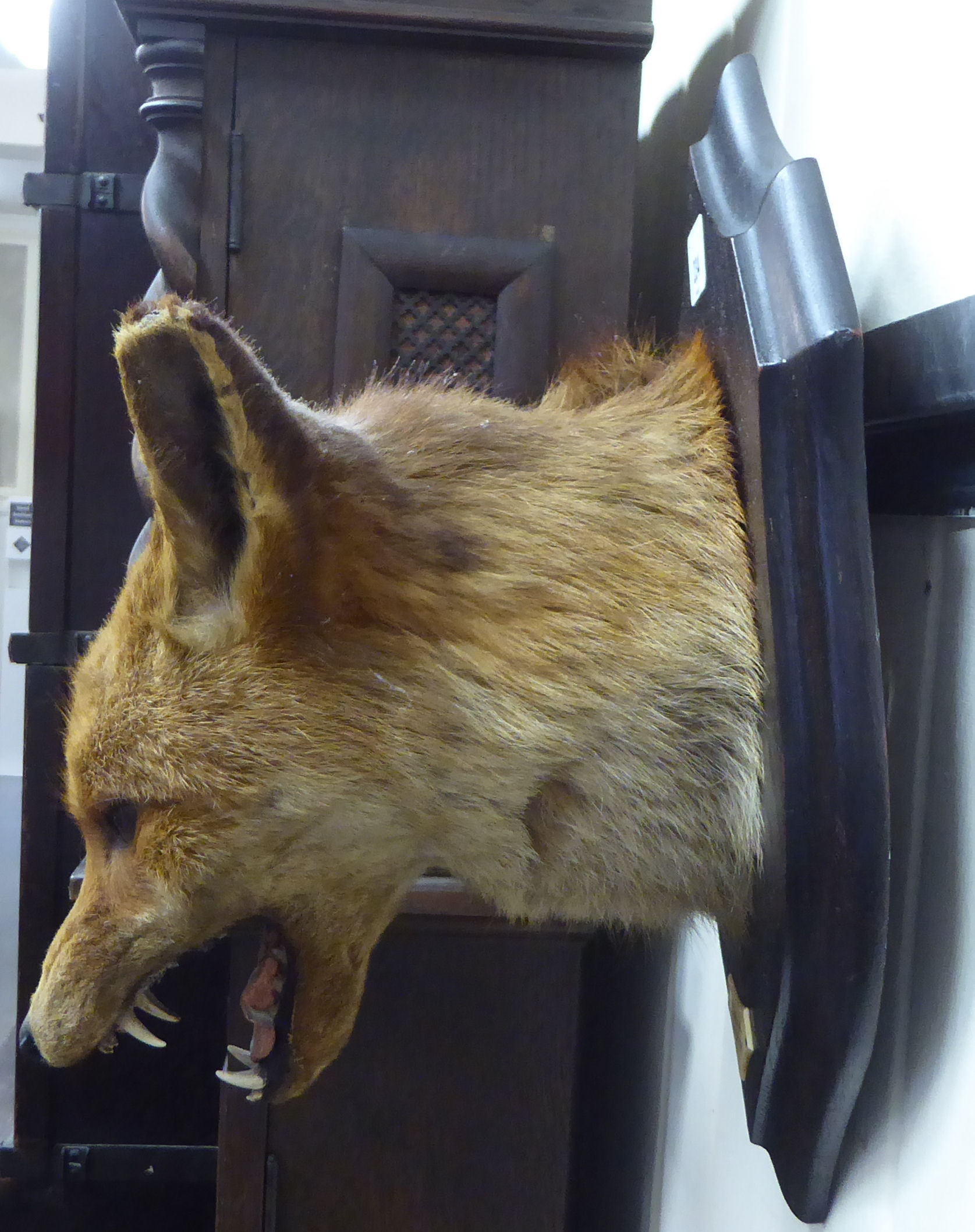 Taxidermy: a fox head, mounted on a shield shaped plaque  dated 1917  14"h - Bild 4 aus 4