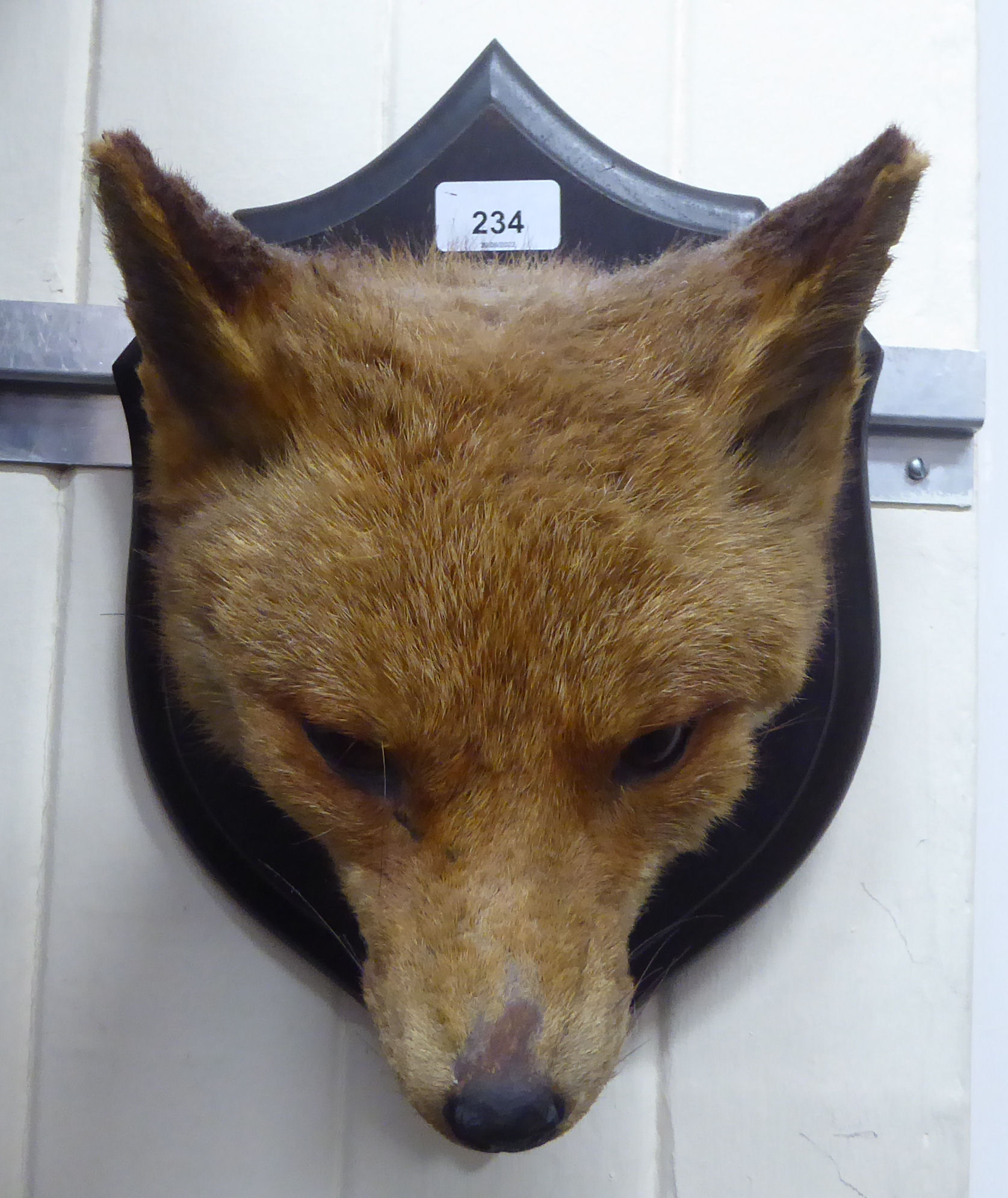 Taxidermy: a fox head, mounted on a shield shaped plaque  dated 1917  14"h