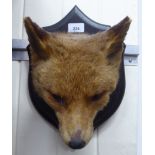 Taxidermy: a fox head, mounted on a shield shaped plaque  dated 1917  14"h