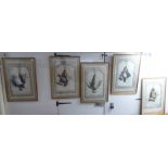 After E Travies - a series of five studies, hanging game  prints  22" x 14"  framed