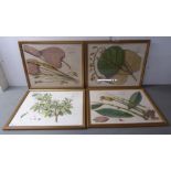 A series of four framed late 19thC botanically themed coloured prints  bearing Middle Eastern and